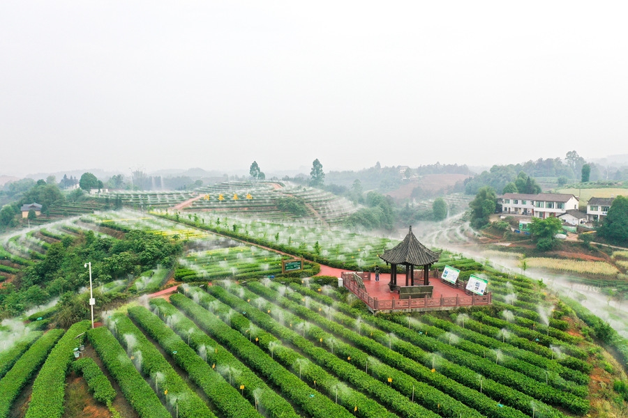 Sichuan Liquor & Tea Industry Investment Group Co., Ltd. · Photo 3