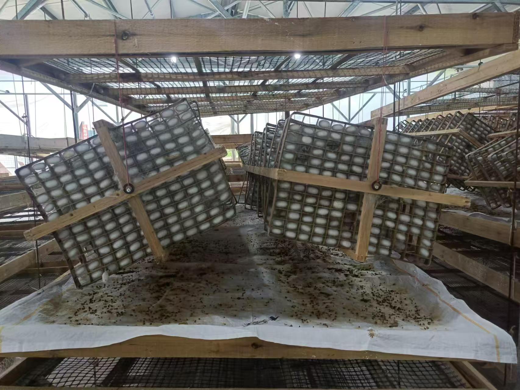 Сычуань Шисаньчжэнь Гочао Культура Co., Ltd. · Photo 5