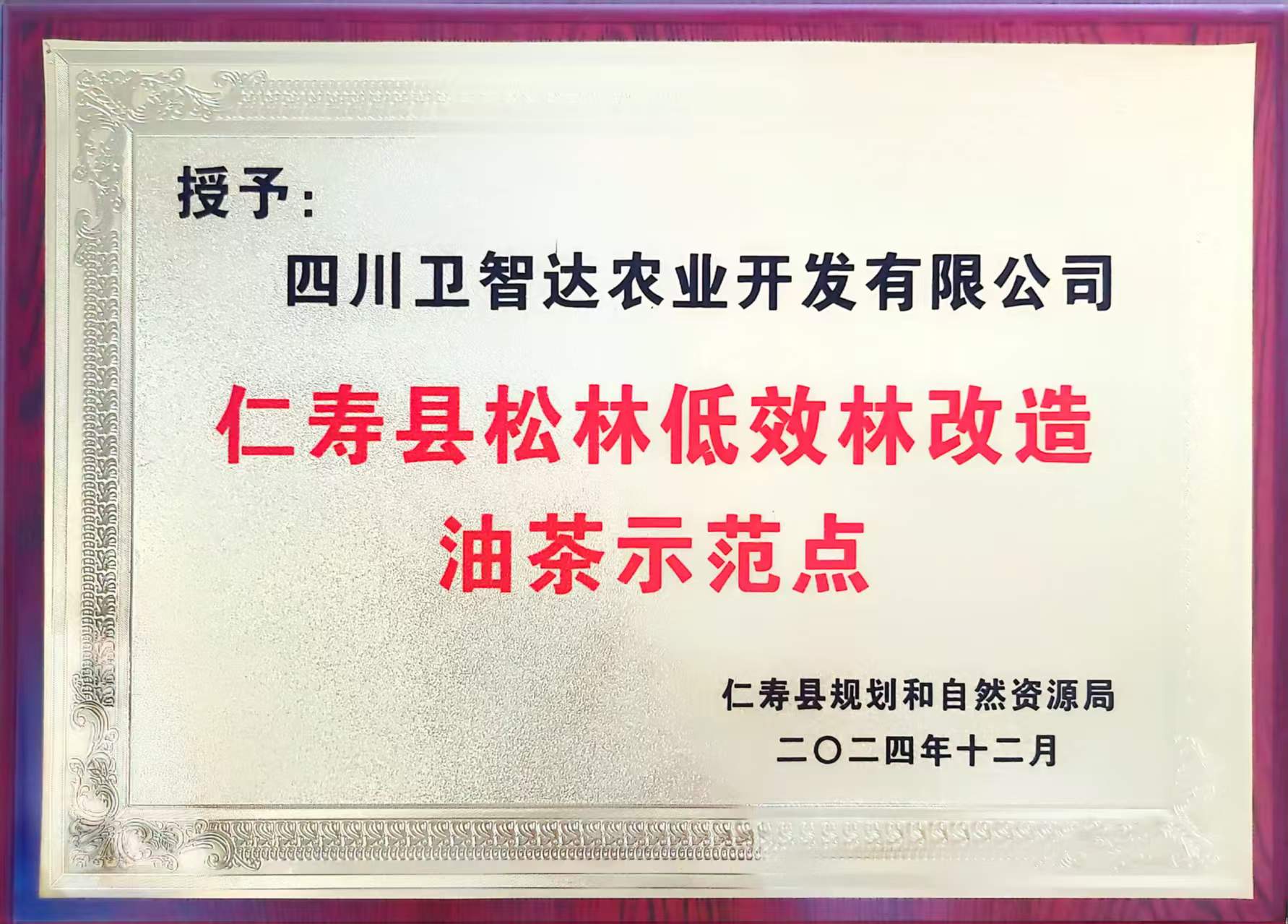 仁寿县松林低效林改造油茶示范点