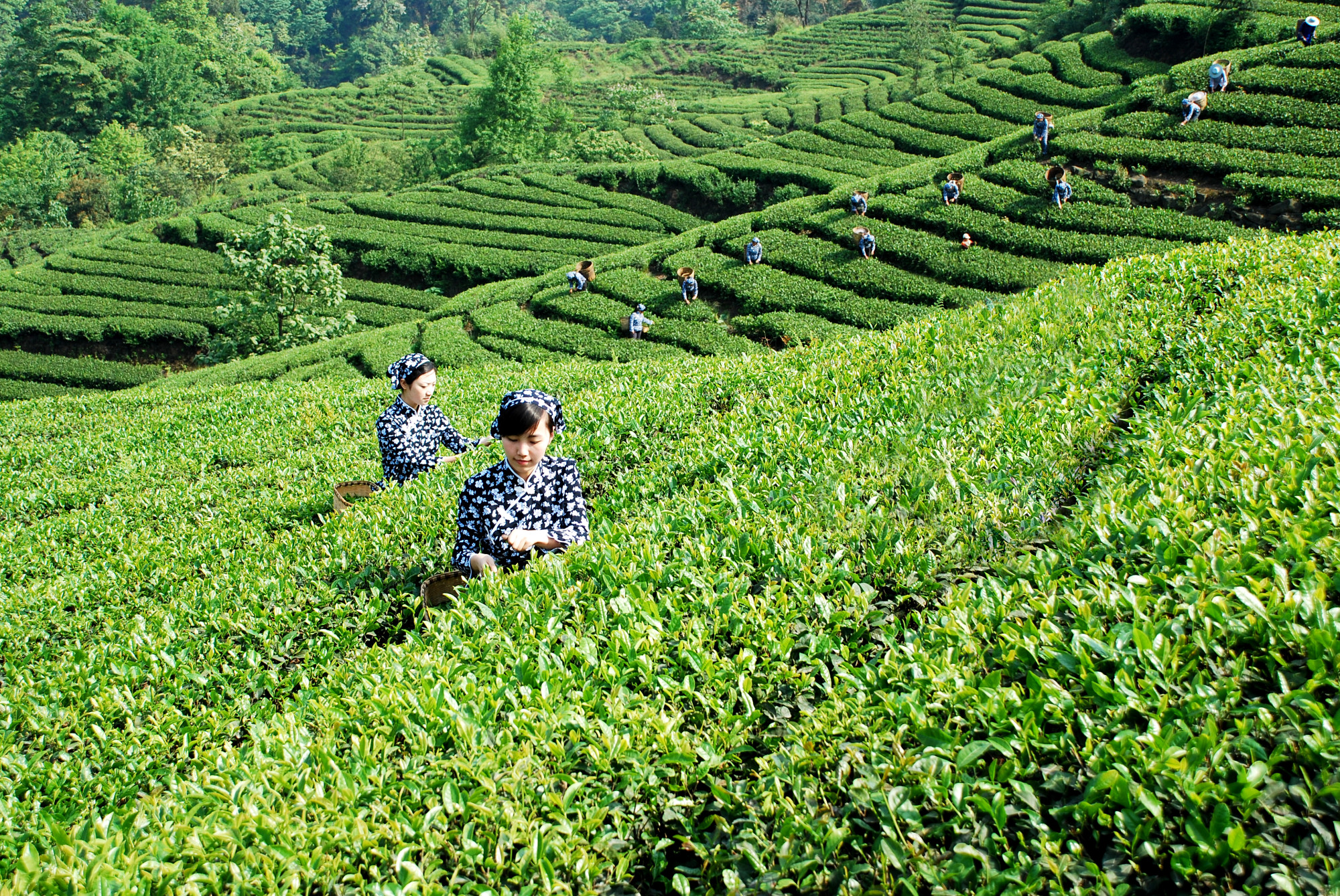 Sichuan Tea Group Co., Ltd. · Photo 6
