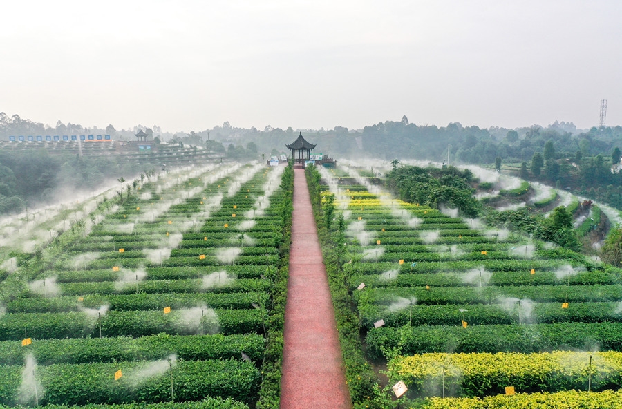 Sichuan Tea Group Co., Ltd. · Photo 5