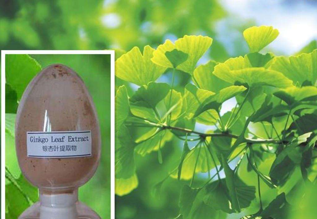 Ginkgo-biloba-Extrakt