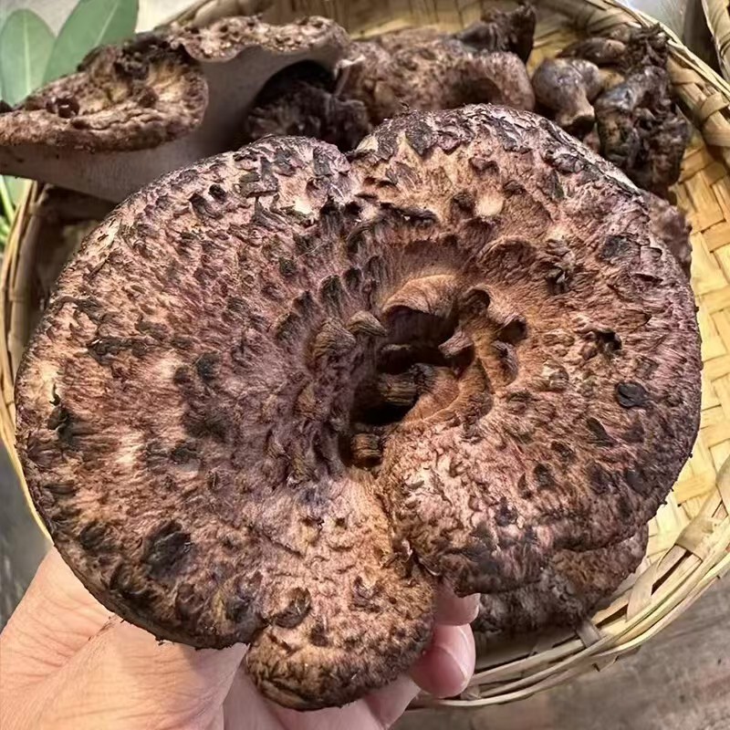 虎掌菌